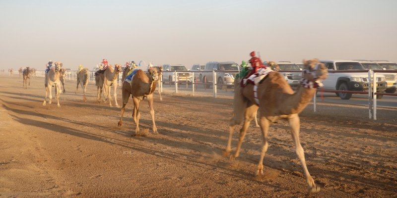 9 أشواط في سباق الهجن بولاية عبري